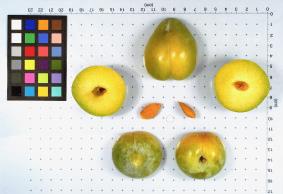Click for 1 image(s) for this accession. FRUIT